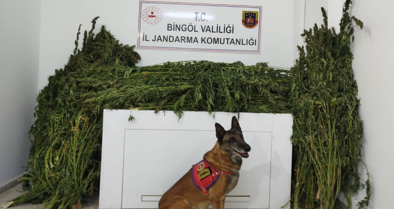 bingolde 91 kilo 250 gram esrar yakalandi SYByvU9d