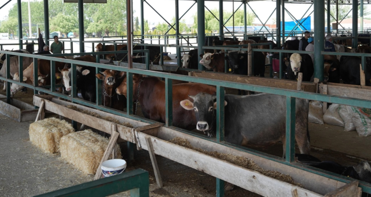 eskisehirde buyuksehir hayvan pazari kapatildi ADHl2aCs