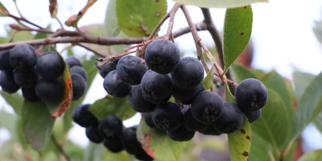 kalbe bagisikliga gozlere iyi geliyor kilosu 400 liradan 510 dekarda 250 ton urun bekleniyor wyVs5jSD