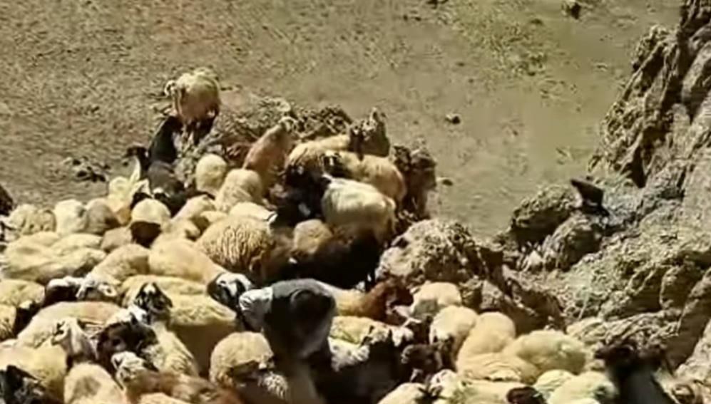 vanda suruye kurtlar saldirdi QdZOzmqD