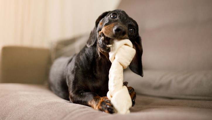 kopekler oyuncaklarina kumar benzeri bagimlilik gelistiriyor 9lIFjV1y