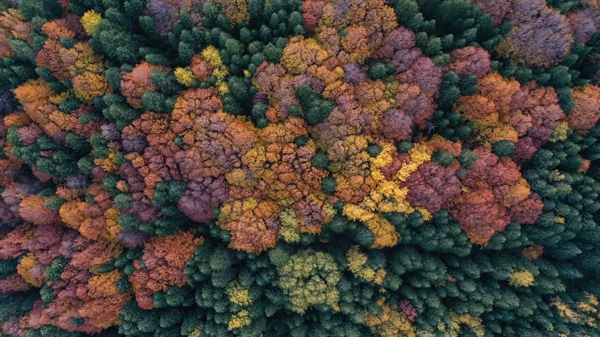 uludagda sonbahar renkleri havadan goruntulendi LqmiucKP.jpg