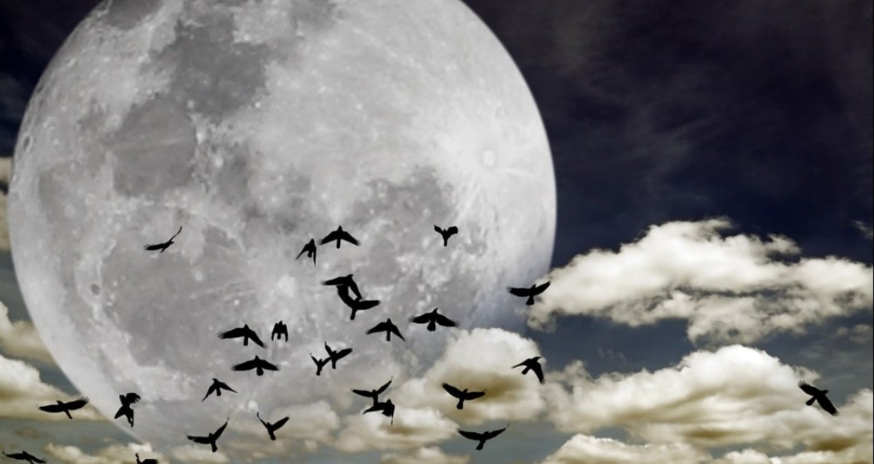 yuzlerce tur yok olmak uzere terk etmeye basladilar mGp1B9wm.jpg