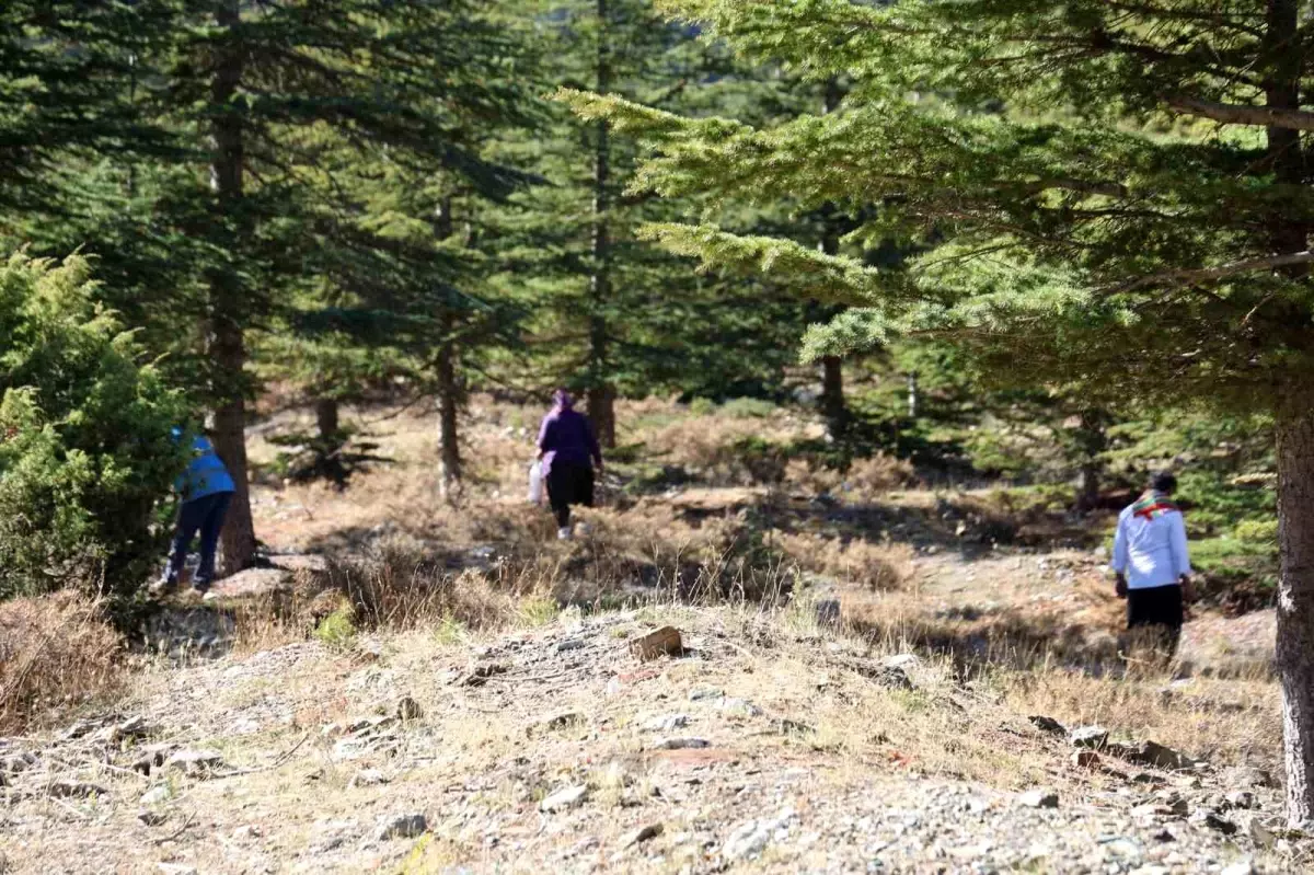 adanada sedir mantarina talep artiyor beyaz altin ihracata acildi cs8ffaNF.jpg