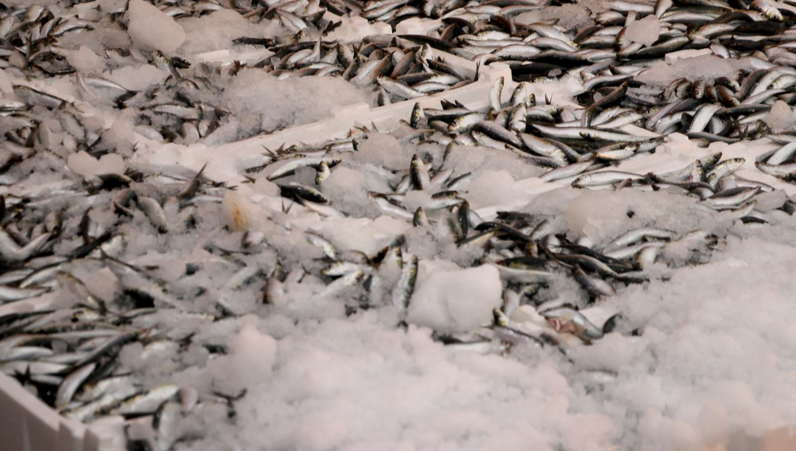 hamsi ve sardalya bollugu balikcilarin yuzunu guldurdu JkKhwpIC.jpg