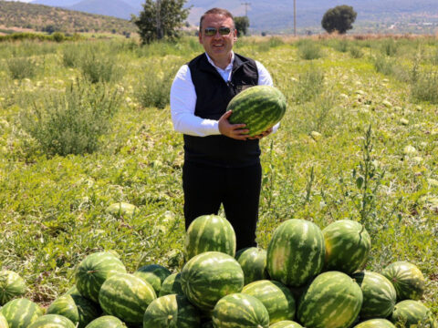 Haber gorseli